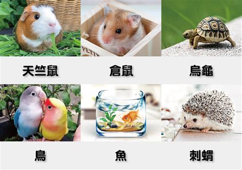 家裡寵物|【什麼動物可以養】50種室內人氣「不麻煩」寵物，讓你有伴不孤。